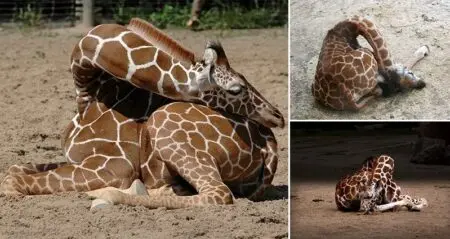 How A Giraffe Sleeps