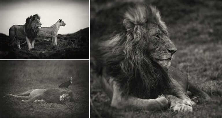 Photographer Gets Up Close With Lions