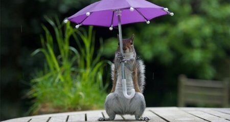 Squirrel Has Its Own Umbrella