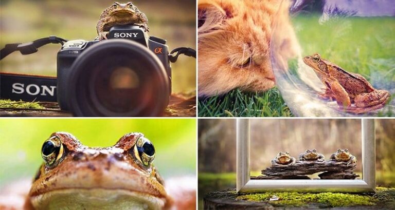 Toad Photographs