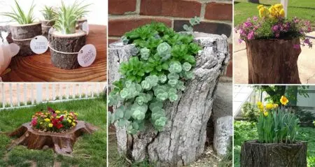 Tree Stumps Turned Into Planters