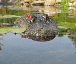 alligator head pond float