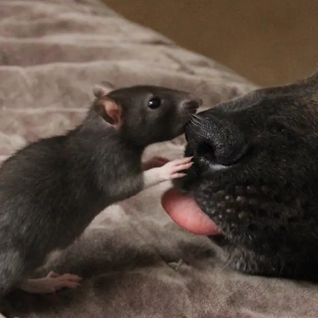animal-friends-rat-dog-osiris-riff-kiss