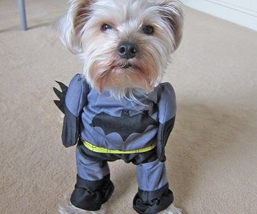 batman dog costume