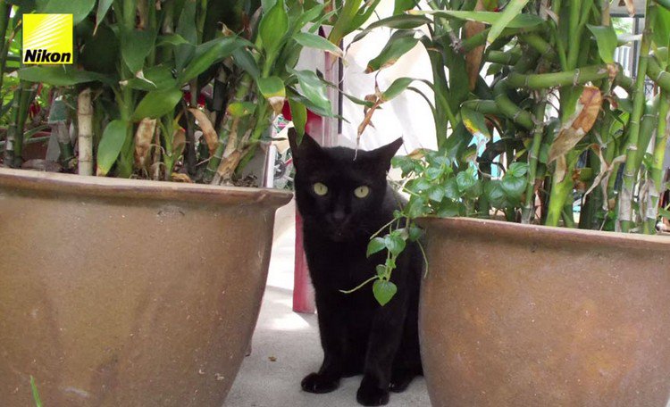 black cat plants