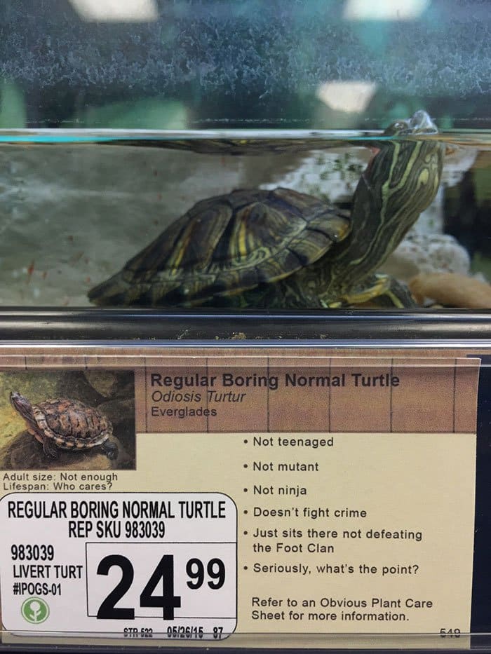 boring turtle info