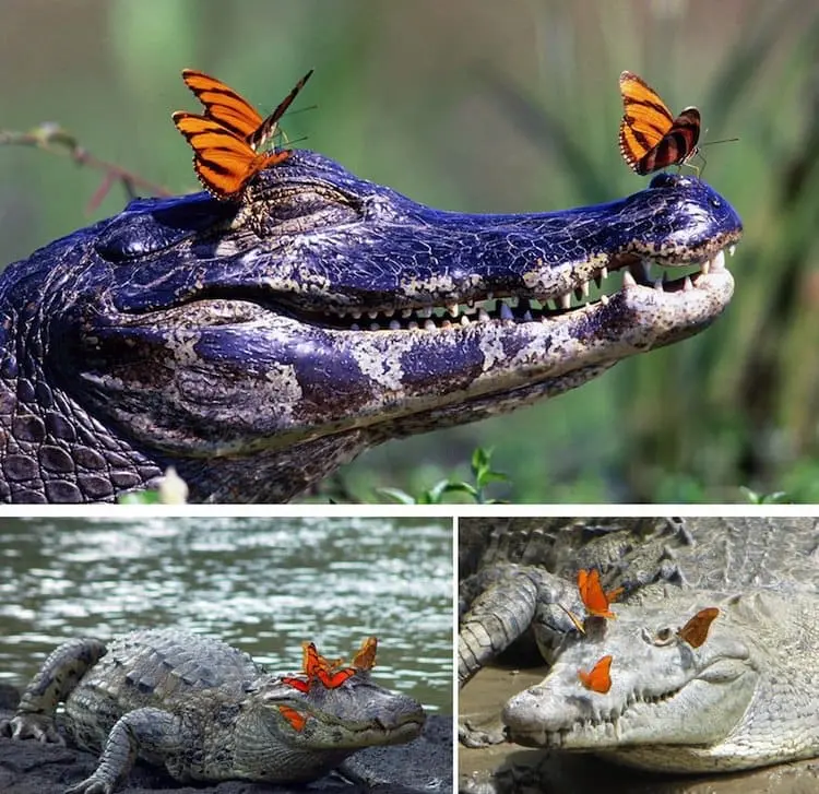 butterfly-alligator