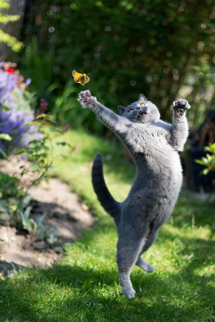 butterfly-cat-four