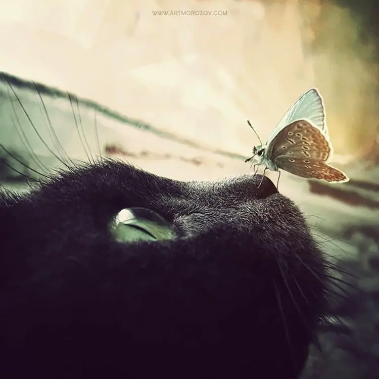 butterfly-cat