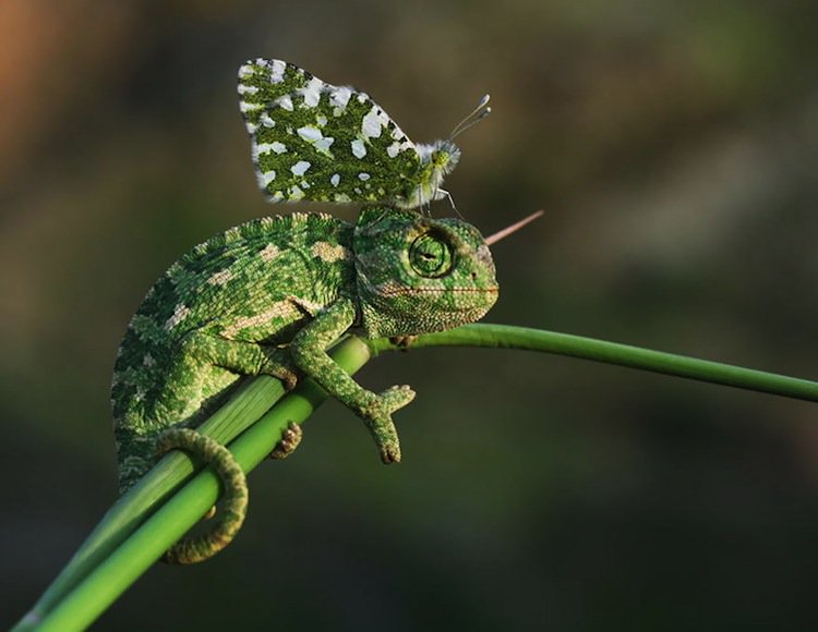 butterfly-chameleon