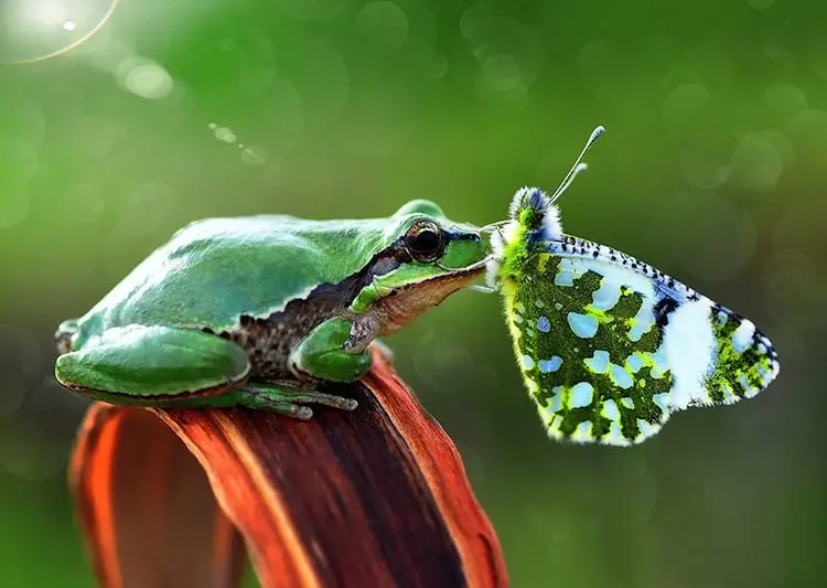 butterfly-frog