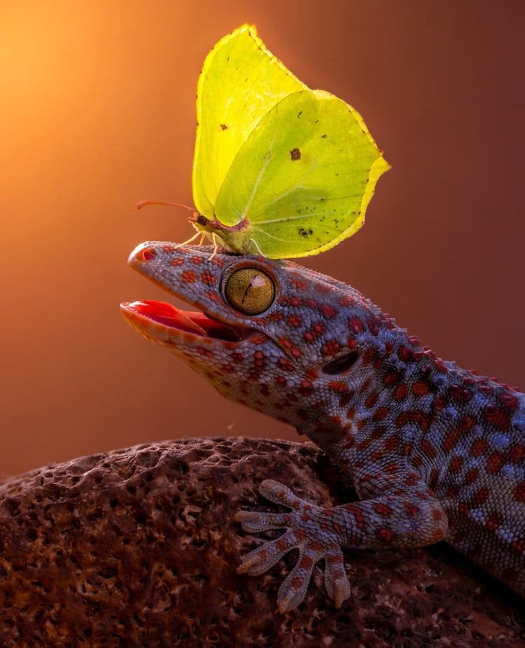 butterfly-gecko