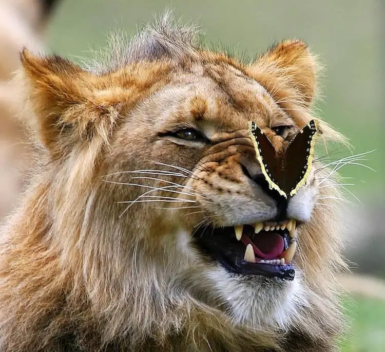 butterfly-lion