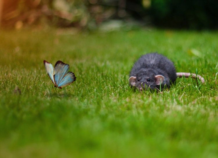 butterfly-rat