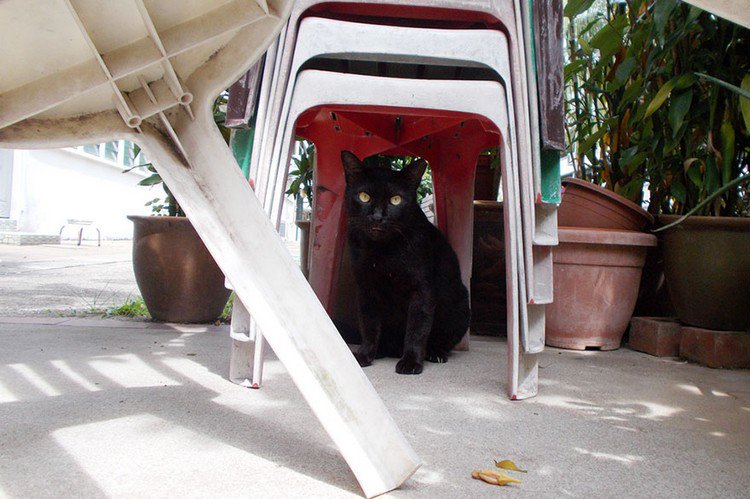 cat plastic chairs