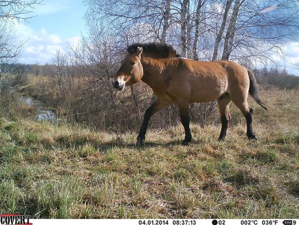 chernobyl-wildlife-horse