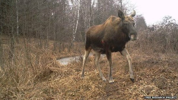 chernobyl-wildlife-moose