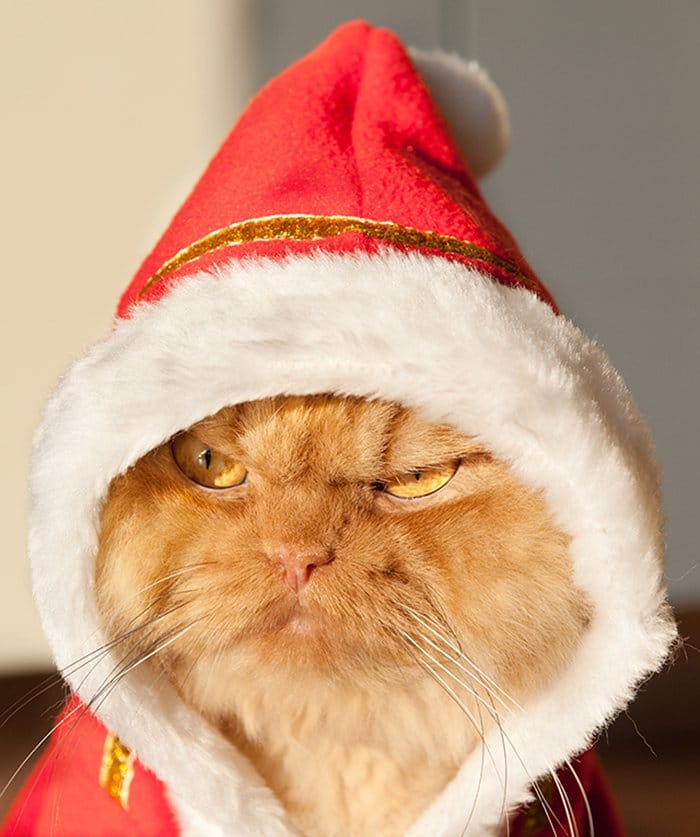 christmas garfi side stare