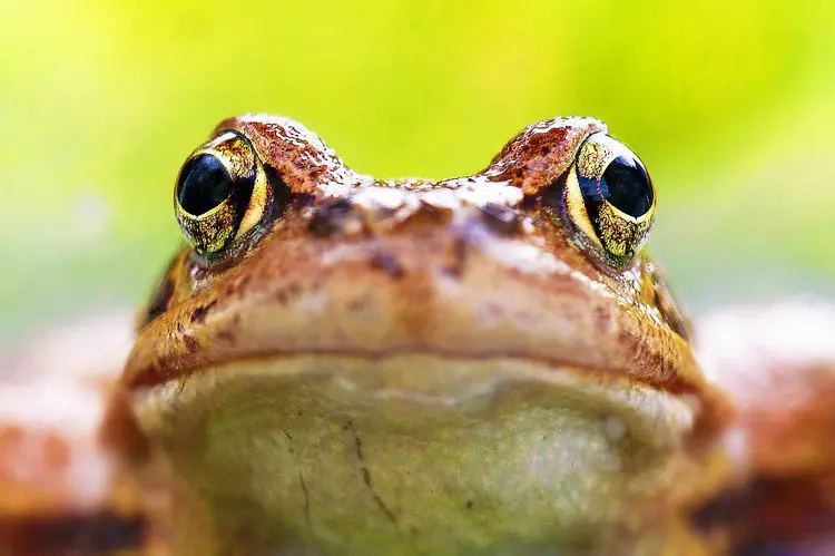 close up toad