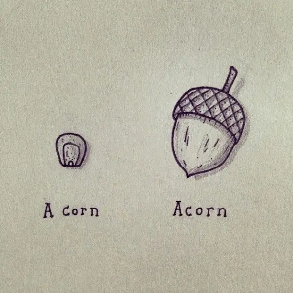 corn acorn