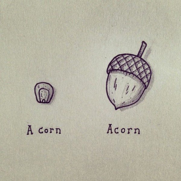 corn acorn