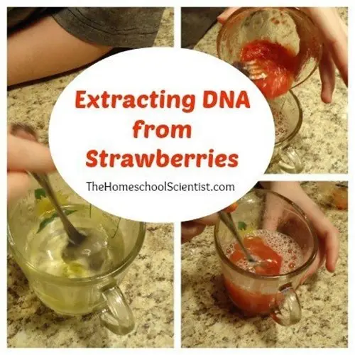 dna from strawberries
