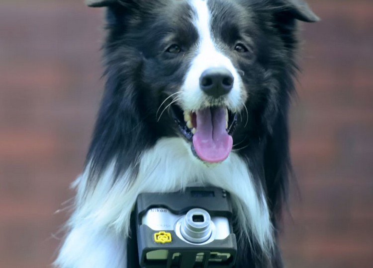 dog camera