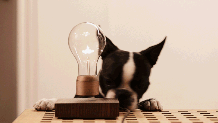dog levitating bulb