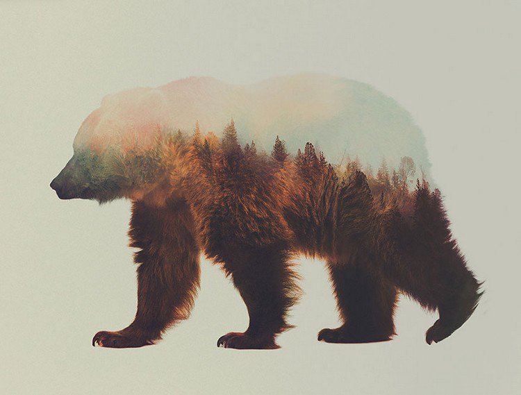 double exposure bear trees