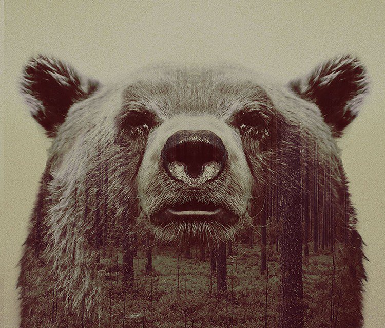 double exposure bear