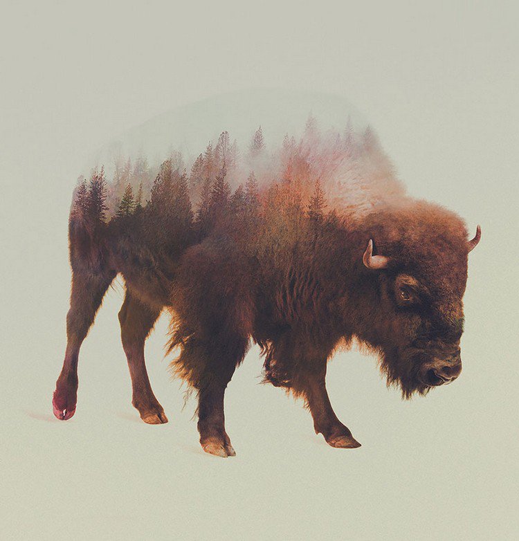 double exposure bison