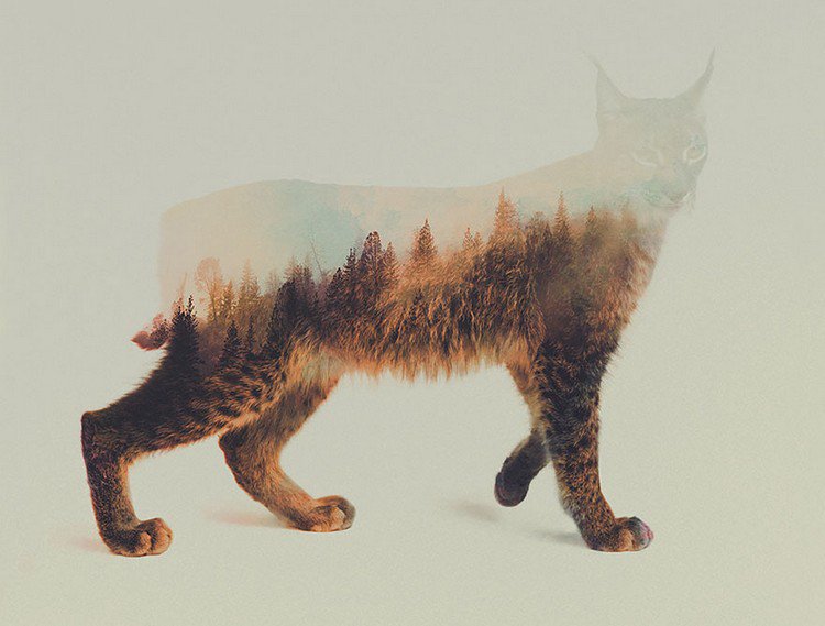 double exposure lynx trees