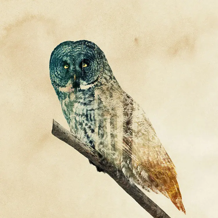 double exposure owl branch