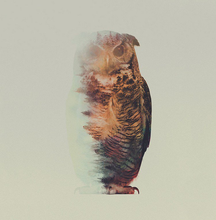 double exposure owl white background