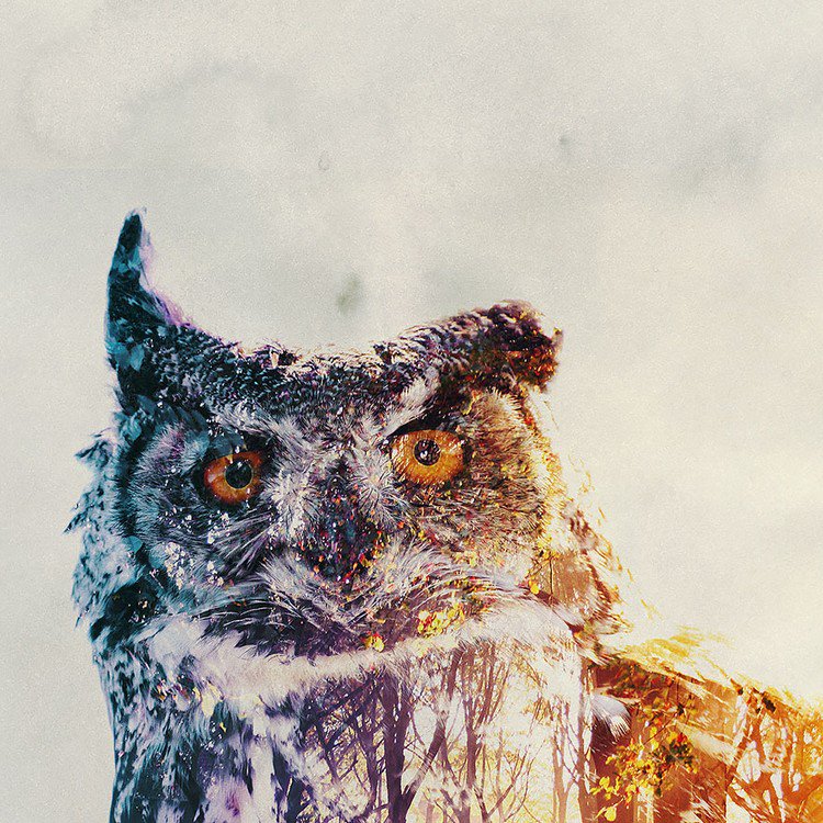 double exposure owl