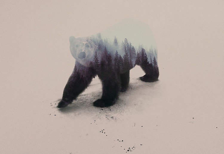 double exposure polar bear