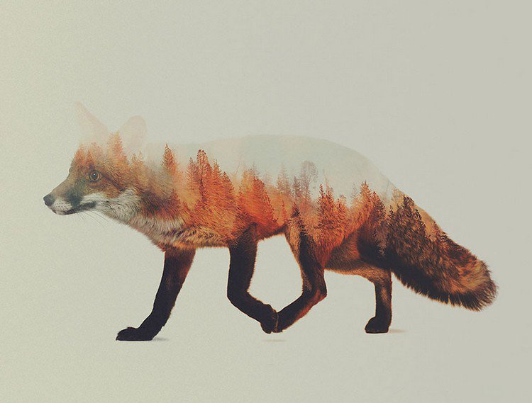 double exposure red fox trees