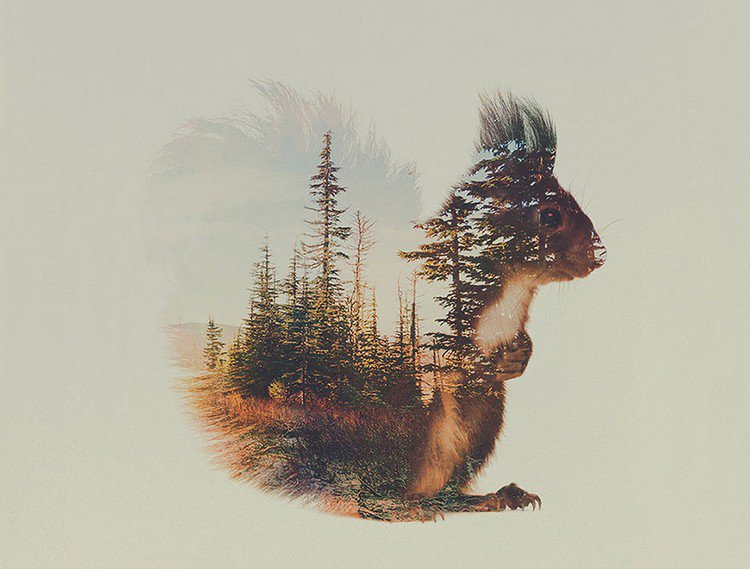 double exposure squirrel