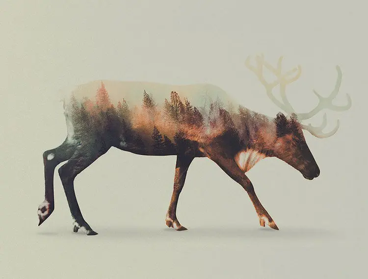 double exposure stag trees