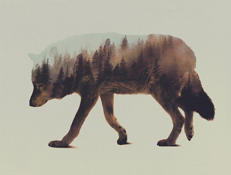 double exposure wolf forest