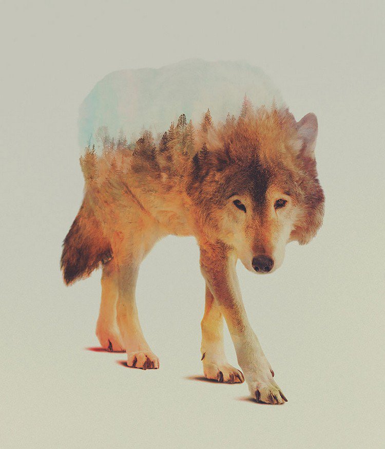 double exposure wolf trees