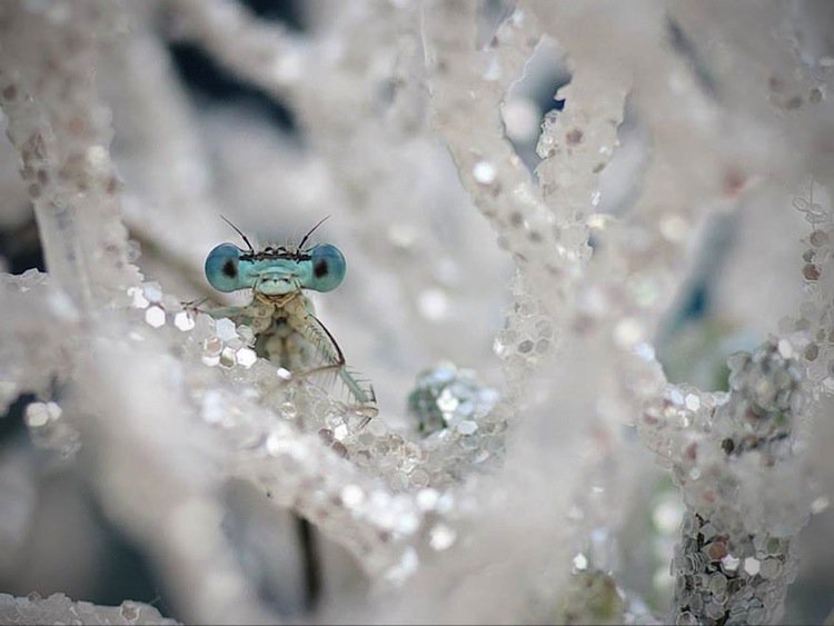 dragonfly-crystal