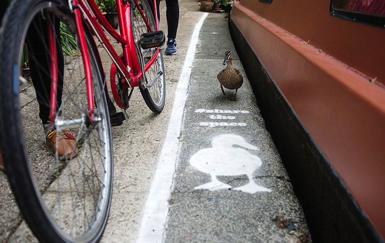 duck-lane