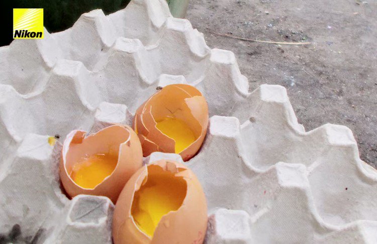 eggs box broken
