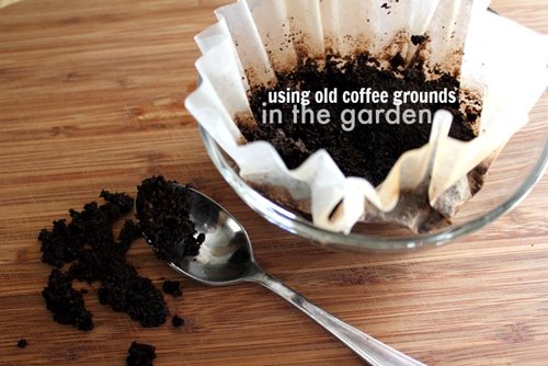 garden-coffee-grounds