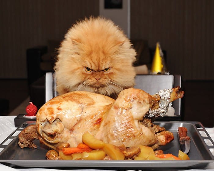 garfi chicken