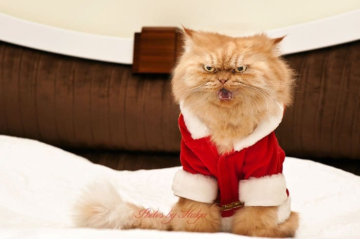 garfi grumpy christmas