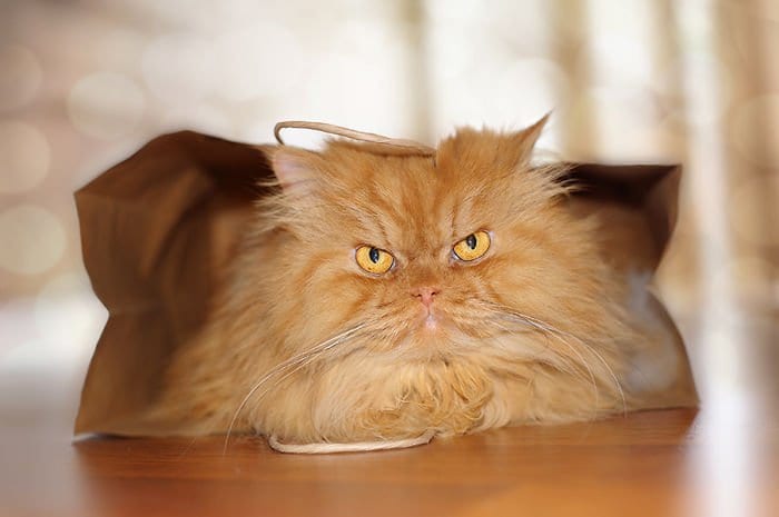 garfi paper bag