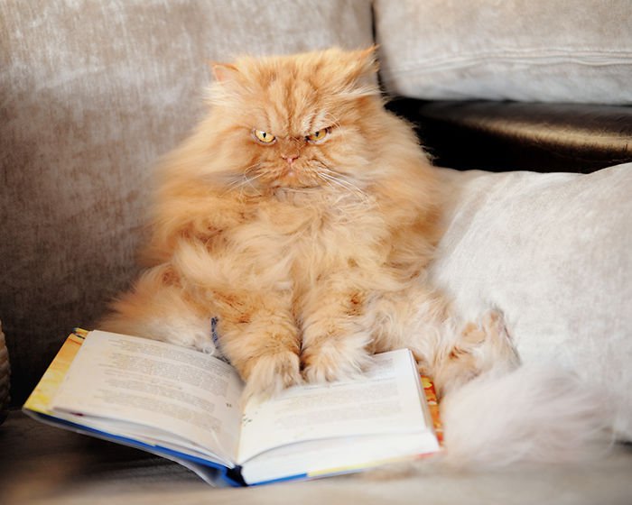 garfi reading