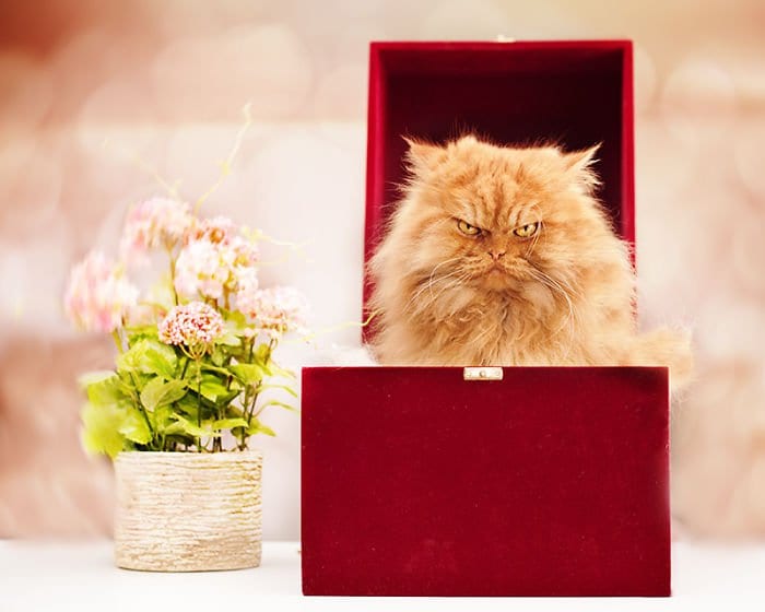 garfi red box flowers